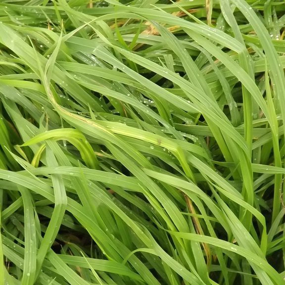 Prairie Grass Seeds 50gms One Stop Bunny Shop