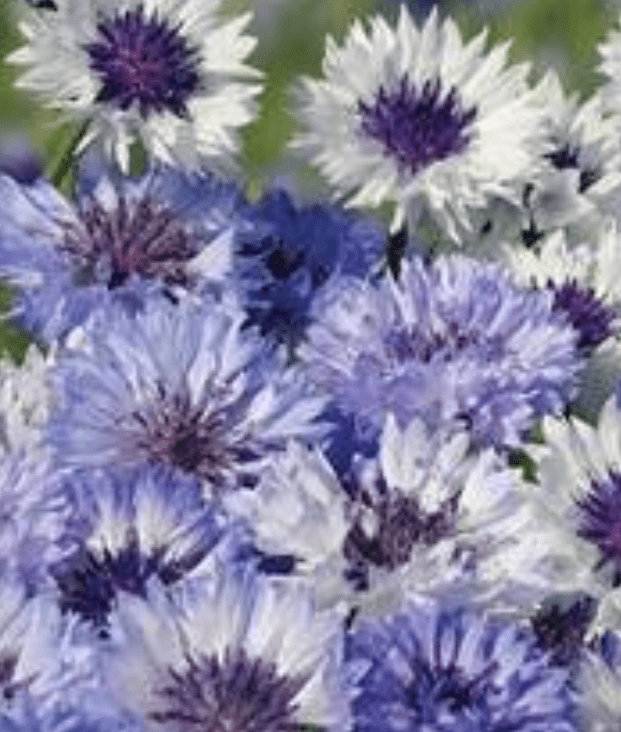 CornFlower / Centaurea Cyanus Mixed - One Stop Bunny Shop