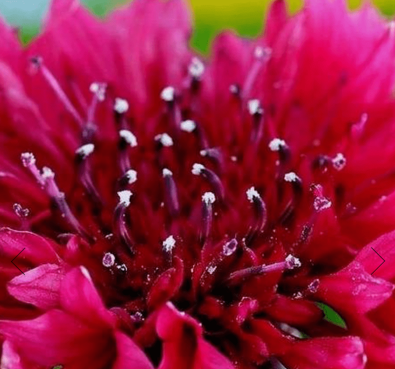 CornFlower / Centaurea Cyanus Mixed - One Stop Bunny Shop