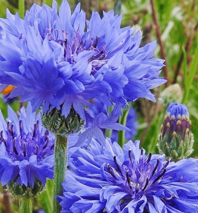 CornFlower / Centaurea Cyanus Mixed - One Stop Bunny Shop