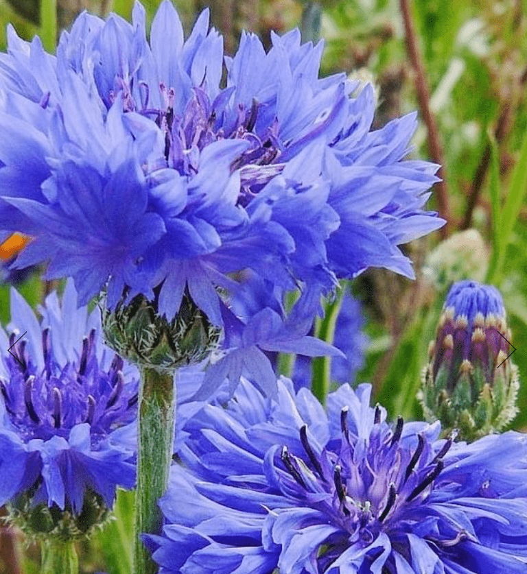 CornFlower / Centaurea Cyanus Mixed - One Stop Bunny Shop