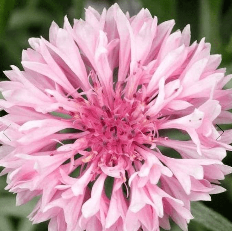 CornFlower / Centaurea Cyanus Mixed - One Stop Bunny Shop