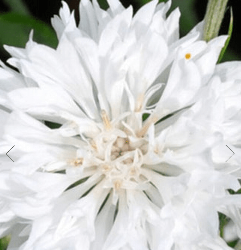 CornFlower / Centaurea Cyanus Mixed - One Stop Bunny Shop