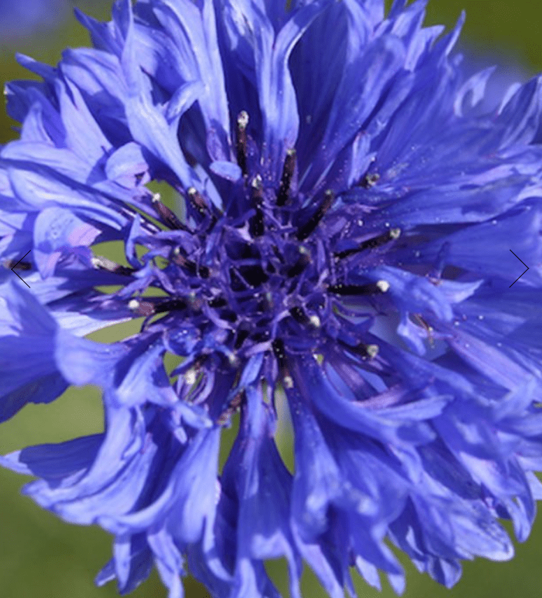 CornFlower / Centaurea Cyanus Mixed - One Stop Bunny Shop