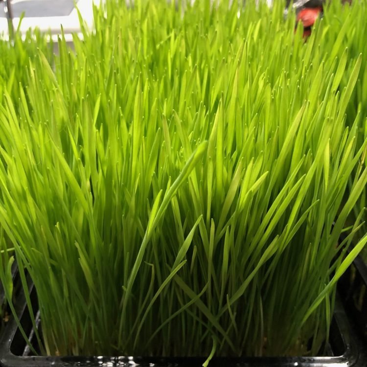 Wheat Grass Seeds 1kg - One Stop Bunny Shop