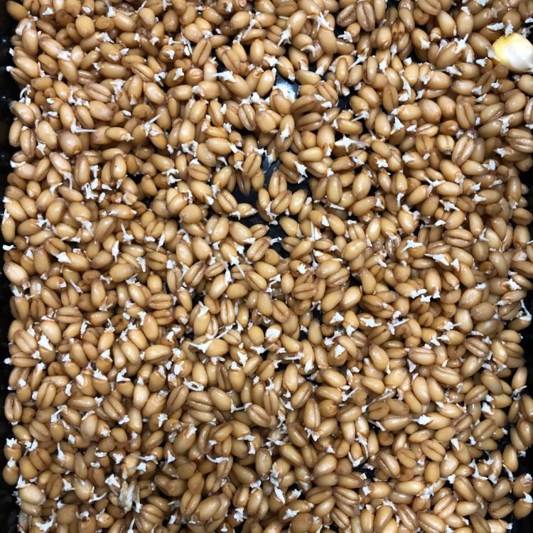 Wheat Grass Seeds 1kg - One Stop Bunny Shop