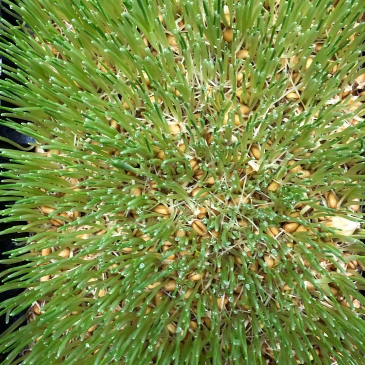 Wheat Grass Seeds 1kg - One Stop Bunny Shop