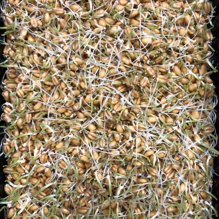 Wheat Grass Seeds 1kg - One Stop Bunny Shop