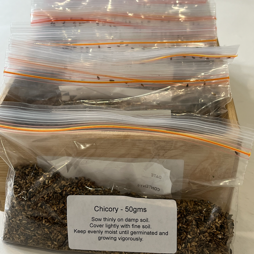 Chicory Seeds 50gms