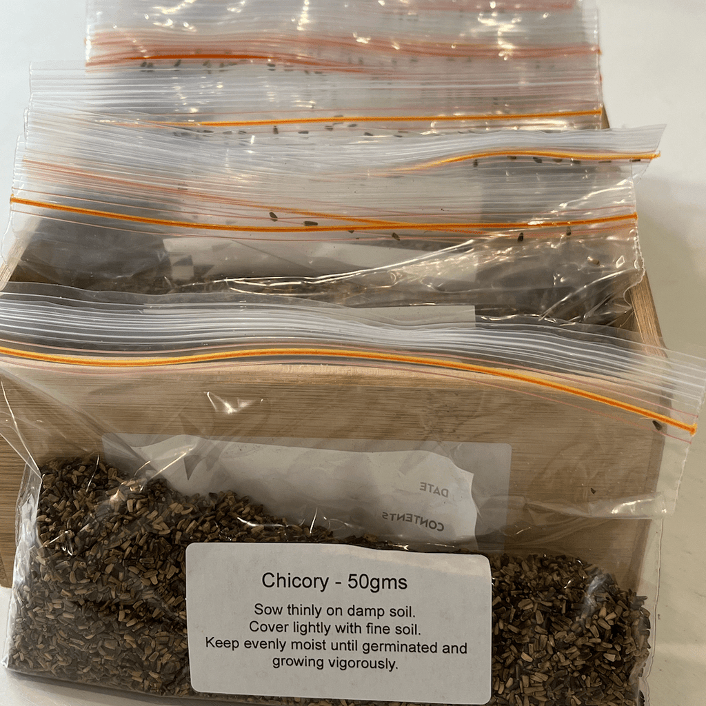 Chicory Seeds 50gms - One Stop Bunny Shop