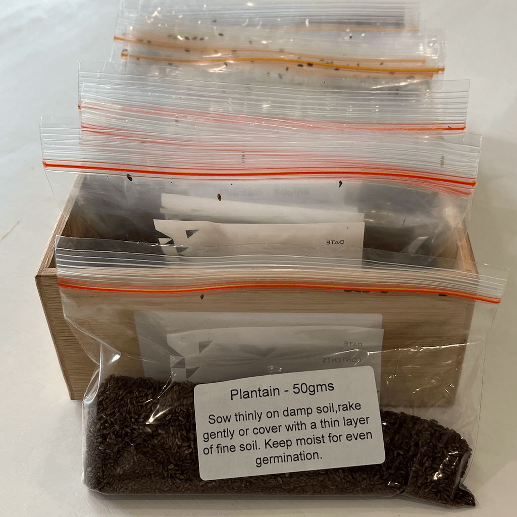 Plantain Seeds 50gms - One Stop Bunny Shop