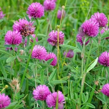 Red Clover Seeds 25gms - One Stop Bunny Shop