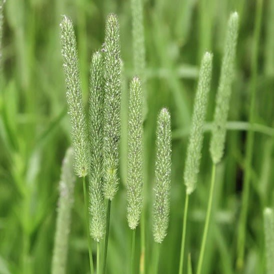 Timothy Grass Seeds 50gms - One Stop Bunny Shop