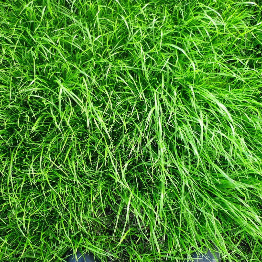 Tower Fescue Grass Seeds 50gms - One Stop Bunny Shop