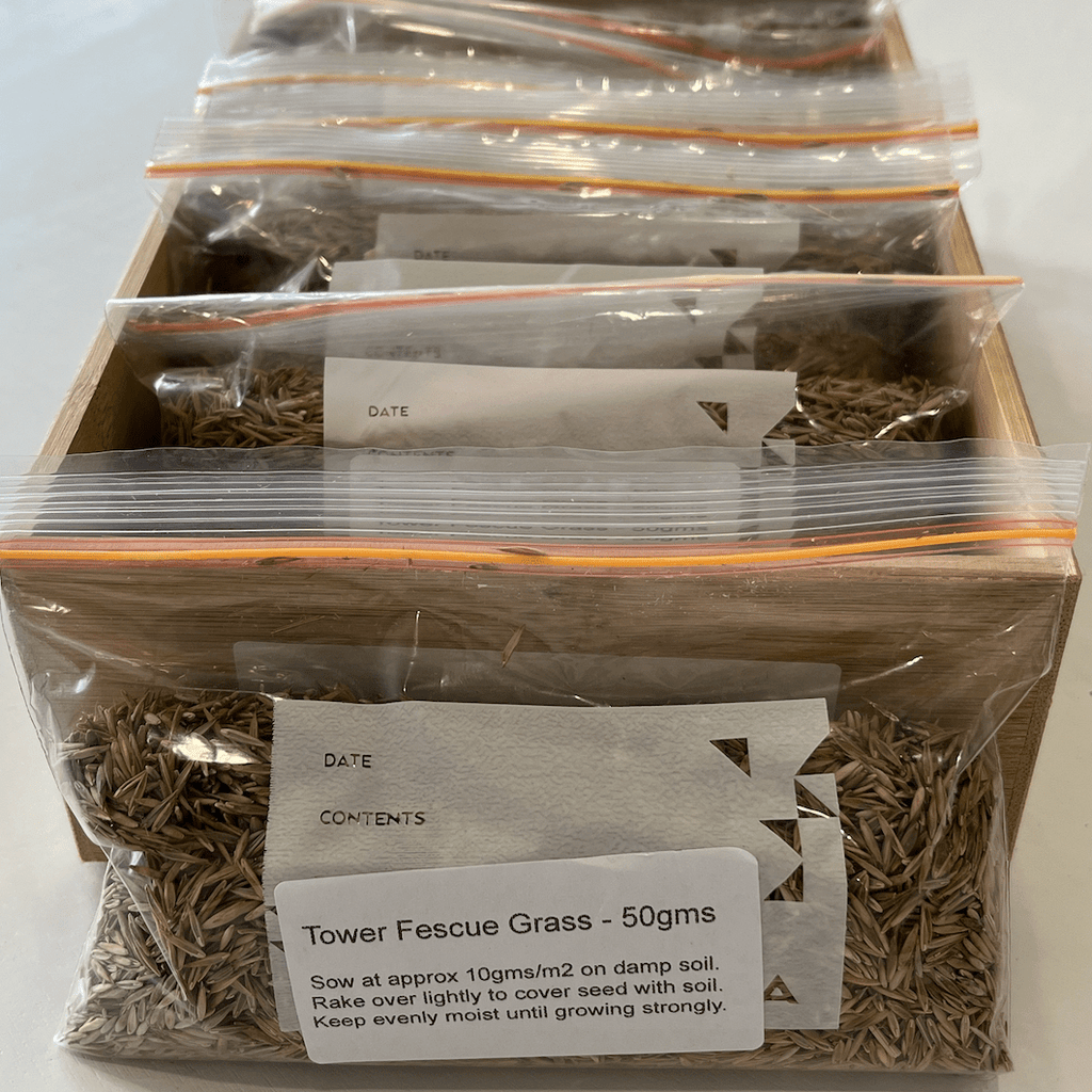 Tower Fescue Grass Seeds 50gms - One Stop Bunny Shop