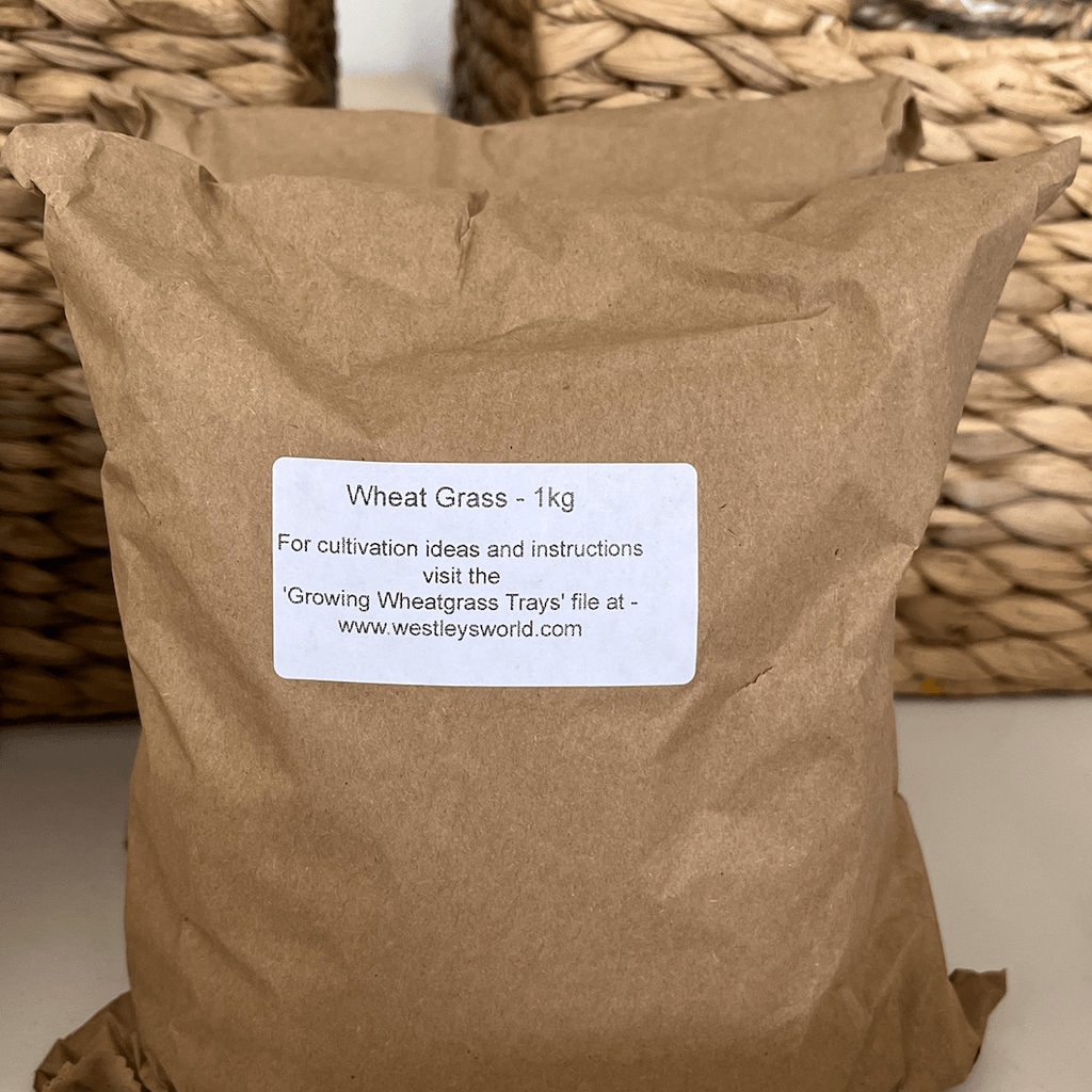 Wheat Grass Seeds 1kg - One Stop Bunny Shop