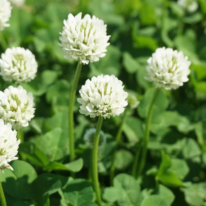 White Clover Seeds 25gms - One Stop Bunny Shop