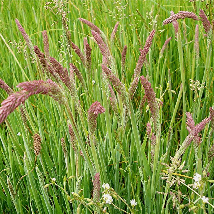 Yorkshire Fog Grass Seeds 50gms - One Stop Bunny Shop